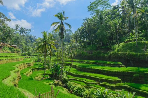 Tegalalang rice terraces, sunny day and green jungles in Ubud, Bali