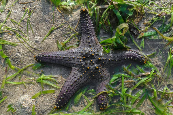 Estrella Del Mar Negro Con Puntos Amarillos Agua Del Océano —  Fotos de Stock