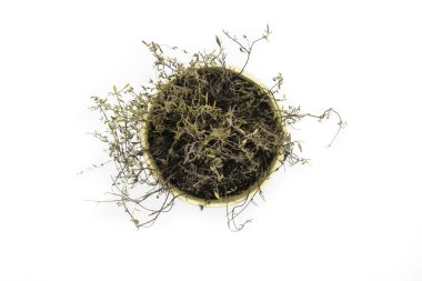 Bir kil pot dikilmiş ve beyaz arka plan izole kurutulmuş kekik çalı üstten görüntülemek