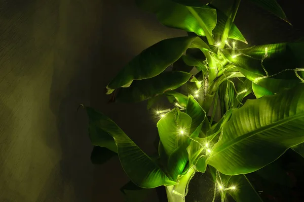 Abstract Composition Illuminated Garland Hanging Banana Tree — Stock Photo, Image