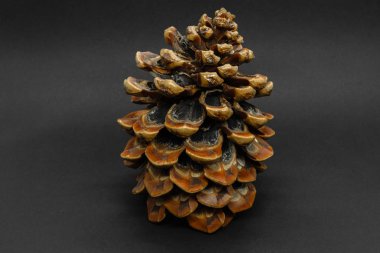 Büyük kahverengi çam kozalağı kopya alanı ile siyah arka plan üzerine yerleştirilen