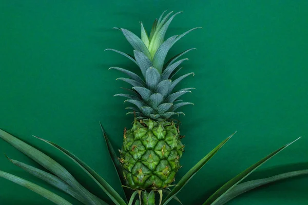 Small Young Green Growing Pineapple Dark Green Matt Background — Stock Photo, Image