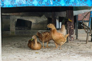 Bunch of brown ducks hiding under the table. Background is rural and the accent is blue tablecloth