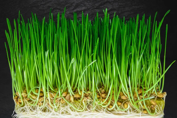 Trigo Cruzado Germinado Con Brotes Verdes Visibles Semillas Raíces Blancas — Foto de Stock