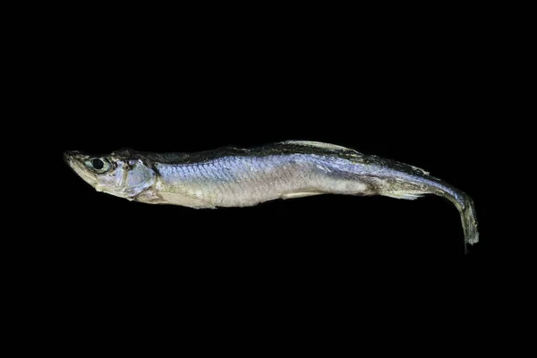 干燥小欧洲熔炼鱼查出在黑色背景 — 图库照片