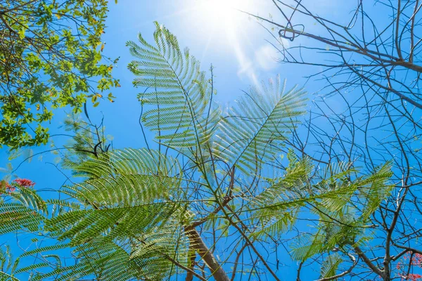 Antecedentes de helechos con aspecto de hojas tropicales frente al cielo azul en Bali —  Fotos de Stock