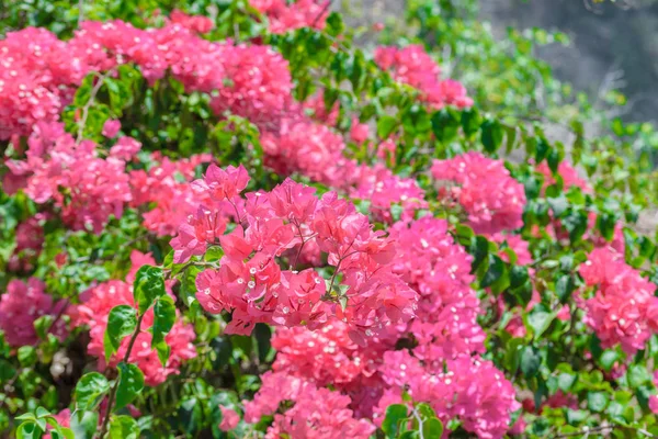 Fondo de flores rosas en flor en Bali — Foto de Stock