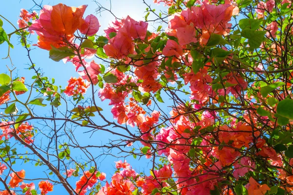 Fondo de flores rosadas florecientes frente al cielo azul en Bali — Foto de Stock