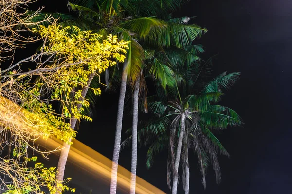 Night street view of palm and long exposure traffic lights in Bali nightlife streets