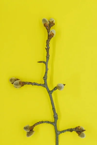 Расширенные почки на ветке киски ивы на желтом фоне — стоковое фото