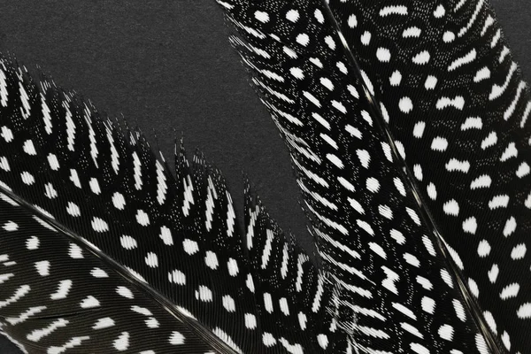 Black feathers with white dots on black background