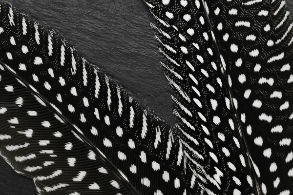 Black feathers with white dots on black stone background
