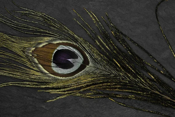 Golden peacock feather on black stone background