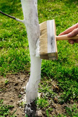 Beyaz limonlu beyaz ağaç