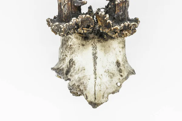 Cornamenta de ciervo con cráneo — Foto de Stock