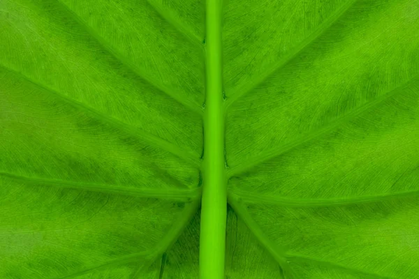 Фон нижней части зеленого листа Alocasia — стоковое фото