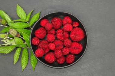 Kırmızı balon meyveleri