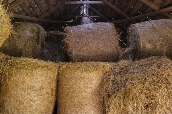 Round hay bales in barn