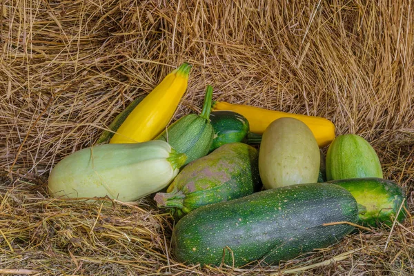 Squash en courgette op stro — Stockfoto