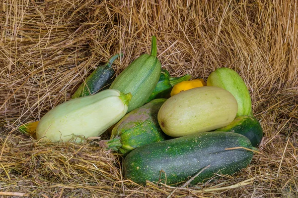 Squash en courgette op stro — Stockfoto