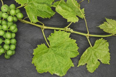 Siyah taş arka plan üzerinde üzüm dalı