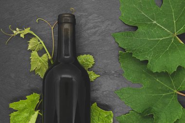 Şarap şişesi ve genç üzüm dalı