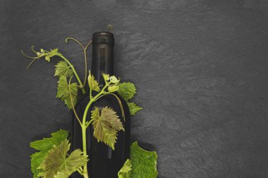 Şarap şişesi ve genç üzüm dalı