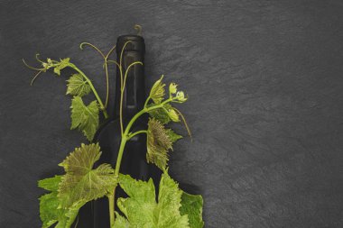 Şarap şişesi ve genç üzüm dalı