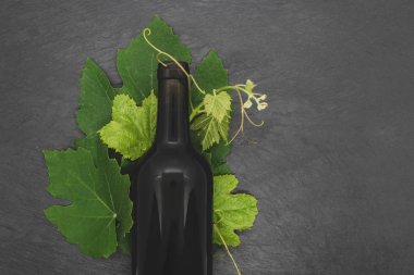 Şarap şişesi ve genç üzüm dalı