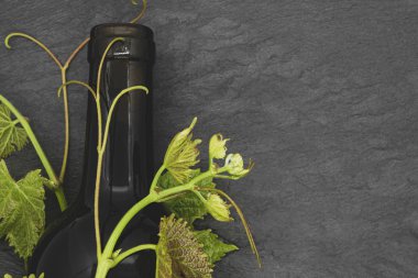 Şarap şişesi ve genç üzüm dalı