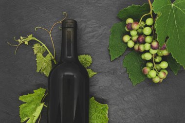Şarap şişesi ve genç üzüm dalı