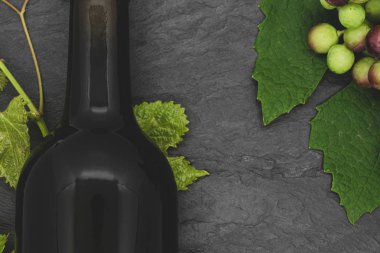 Şarap şişesi ve genç üzüm dalı