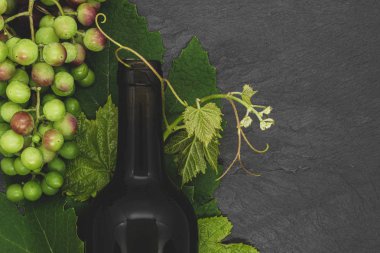 Şarap şişesi ve yaprakları ve olgunlaşmamış üzüm ile genç üzüm dalı
