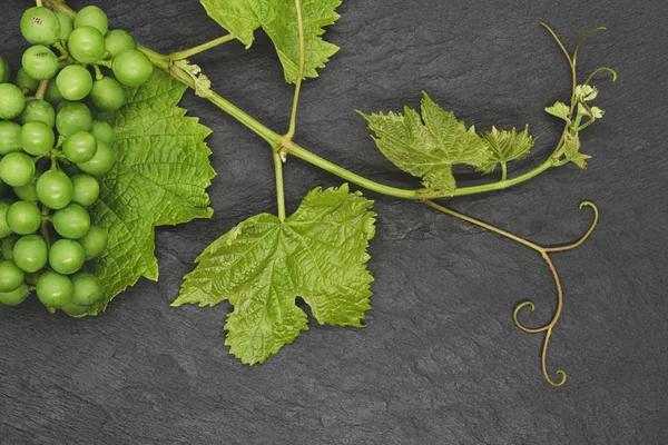 Siyah taş arka plan üzerinde üzüm dalı