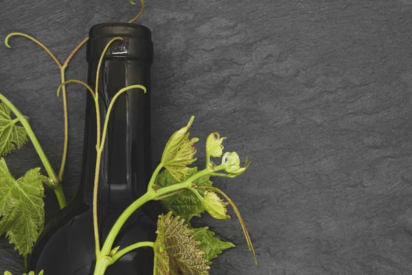 Şarap şişesi ve genç üzüm dalı