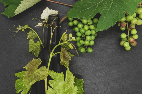 Şarap şişesi ve genç üzüm dalı