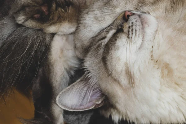 Spící sibiřská Neva maškarní kočka — Stock fotografie