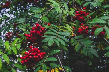 Rowan ağacında kırmızı kürek böğürtlenleri
