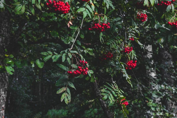 Rowan ağacında kırmızı kürek böğürtlenleri — Stok fotoğraf