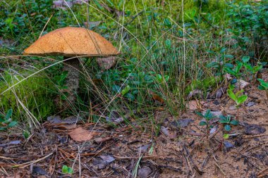 Büyüyen leccinum mantar