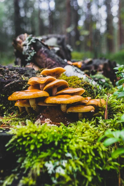 Yellow mushrooms growing on tree stump