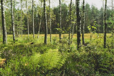 Sabah ları eski ormanda bataklıklar