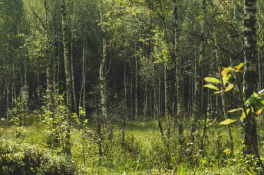 Sabah ları eski ormanda bataklıklar