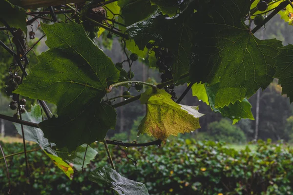 Yağmur sırasında üzüm dalı — Stok fotoğraf