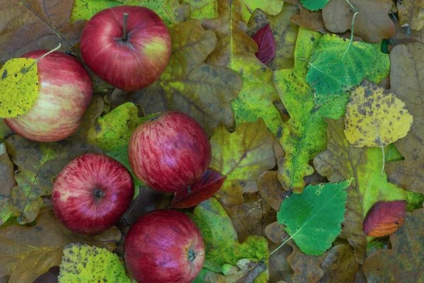 Manzanas rojas en varias hojas coloridas de otoño — Foto de Stock