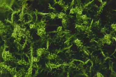 Makro yeşil yosun arkaplanı