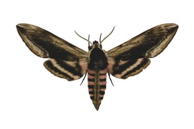 Beyaz arka planda izole edilmiş Privet Hawk güvesi (Sphinx ligustri L.)
