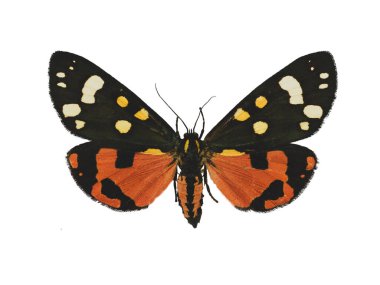 Güzel kırmızı kaplan güvesi (Callimorpha dominula L.) beyaz arka planda izole edilmiştir.