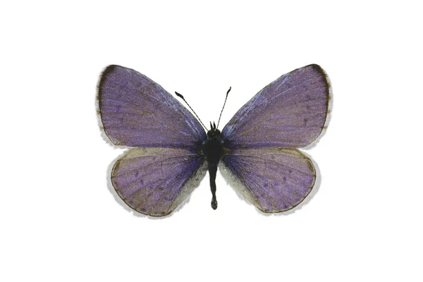 Kék Pillangó Szürke Pontokkal Elszigetelt Fehér Háttér — Stock Fotó