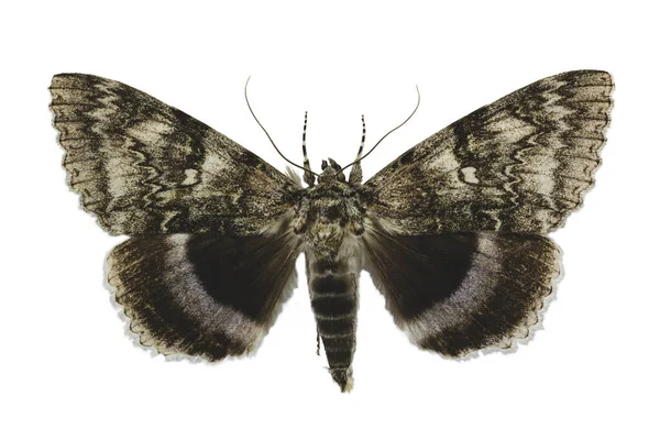 Blue Underwing Clifden Nonpareil Catocala Fraxini Moth Isolated White Background — Stock Photo, Image